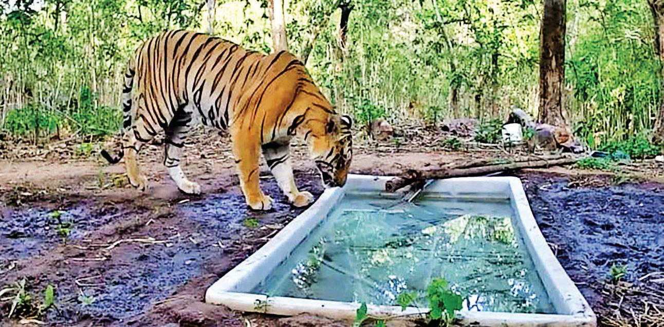 Minister confirms return of tiger to Gujarat forest