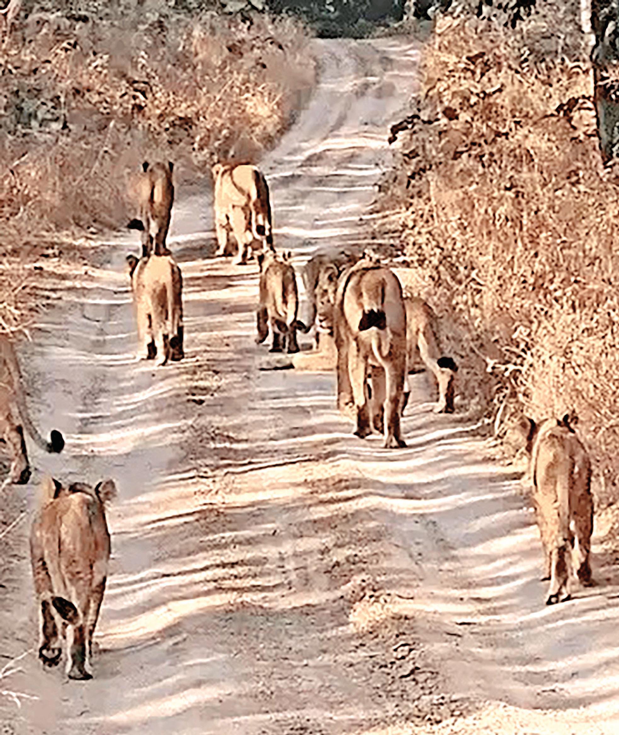 Pride of 11 lions leaves visitors spellbound