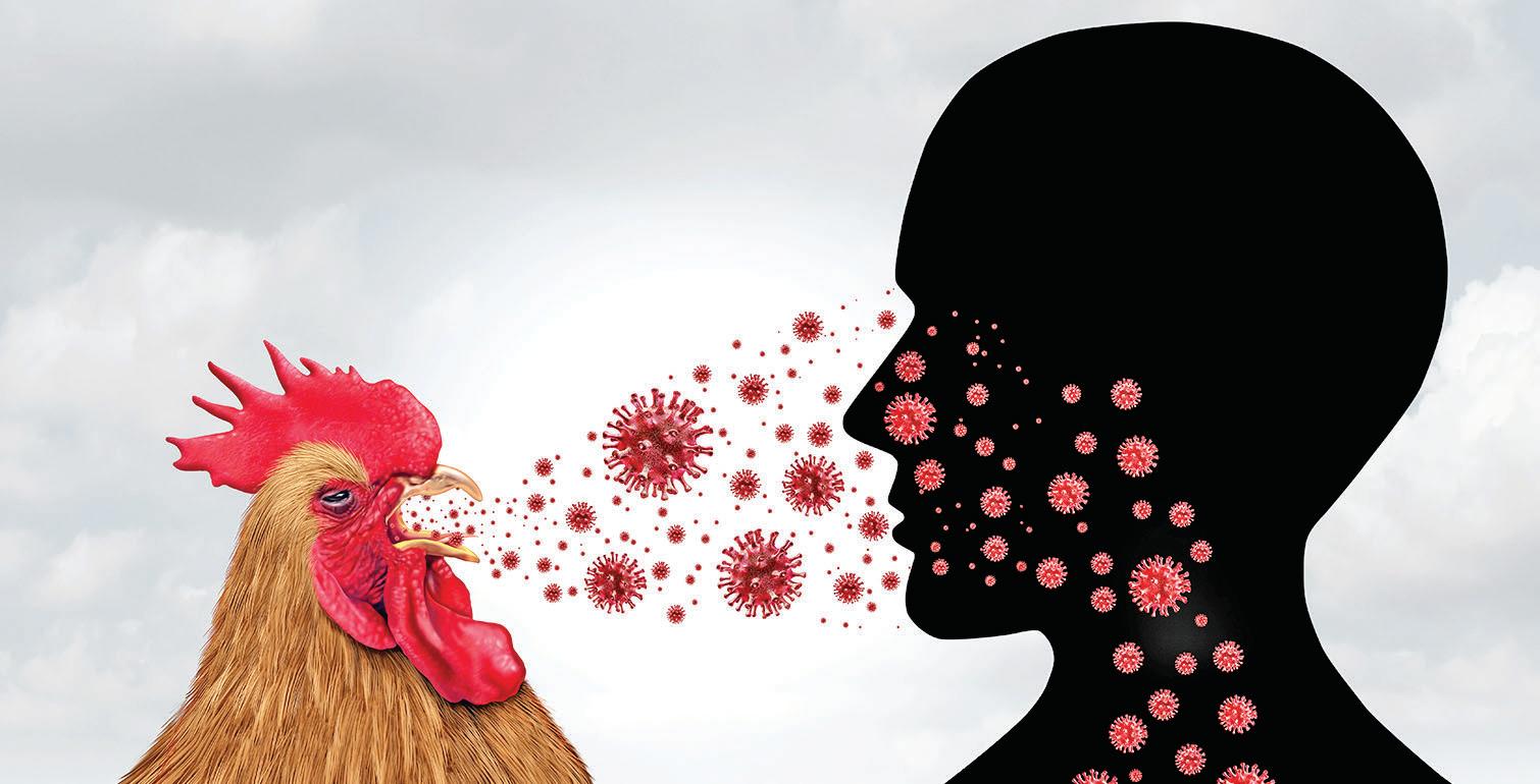 Bird flu viruses can resist fever, increase threat to humans, suggests study