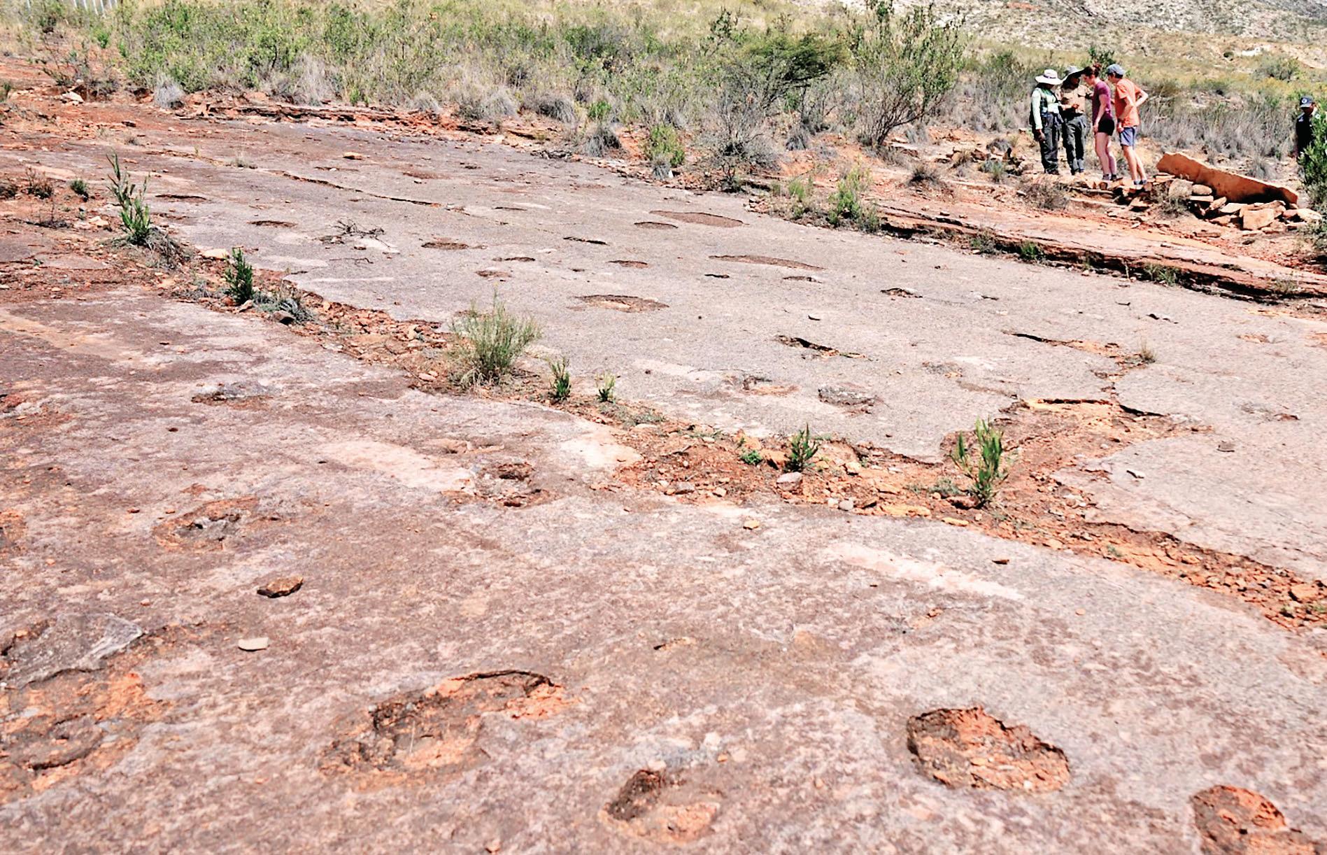 Largest trove of dinosaur footprints documented