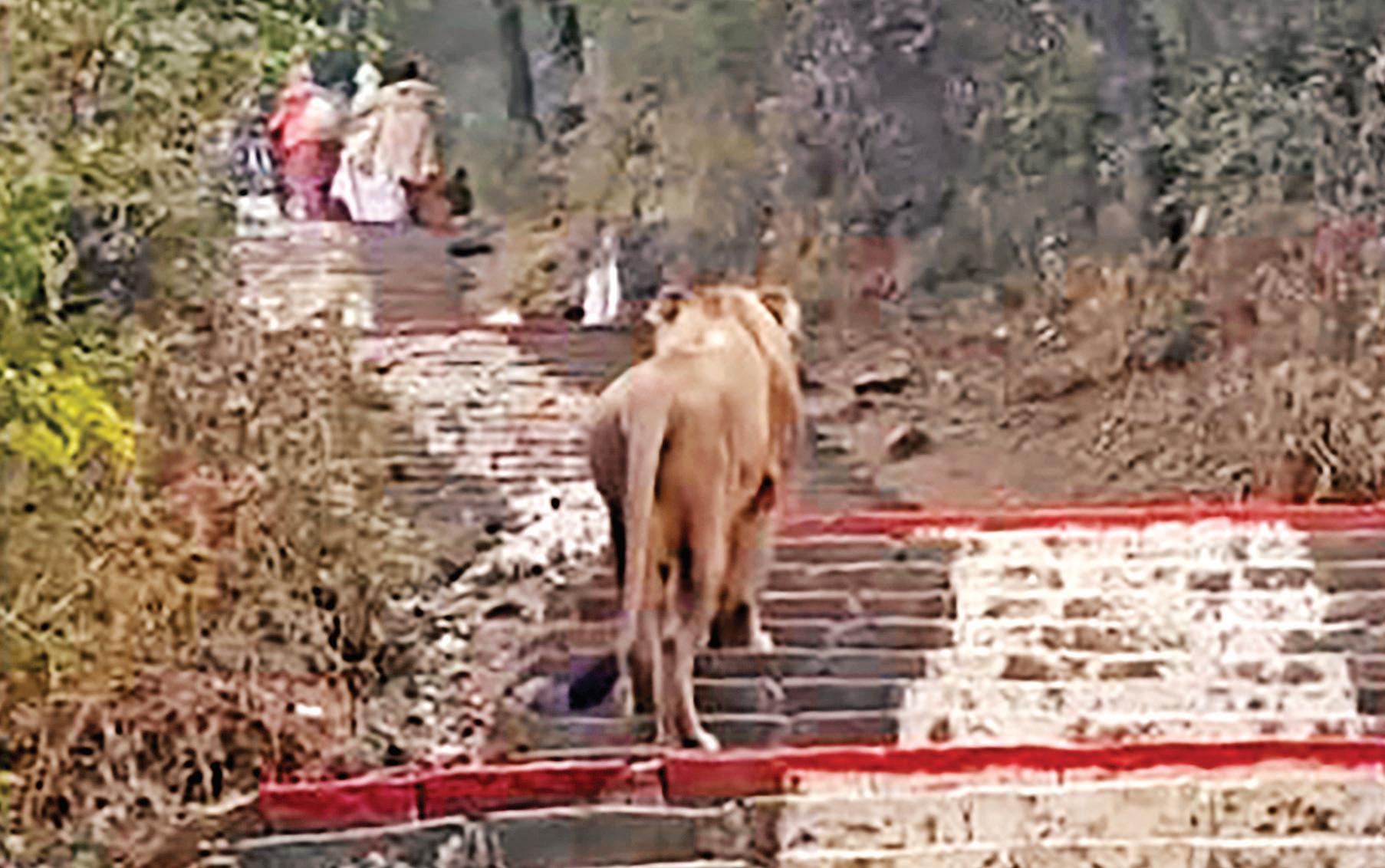 Stray lion sighted on Palitana temple steps