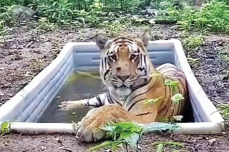 Tigress for lone tiger: experts to visit state, assess situation