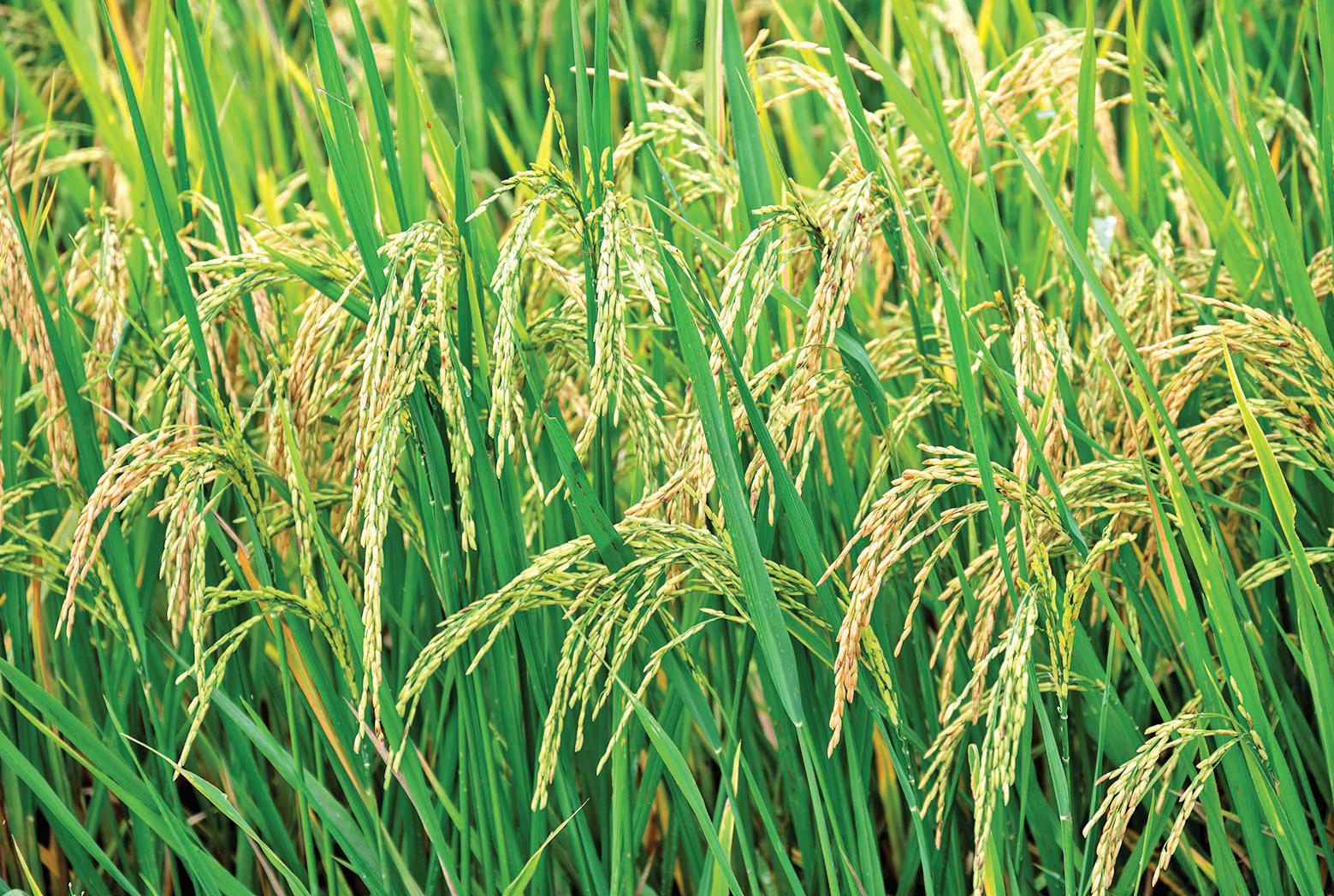 India pips China to become world's largest rice producer