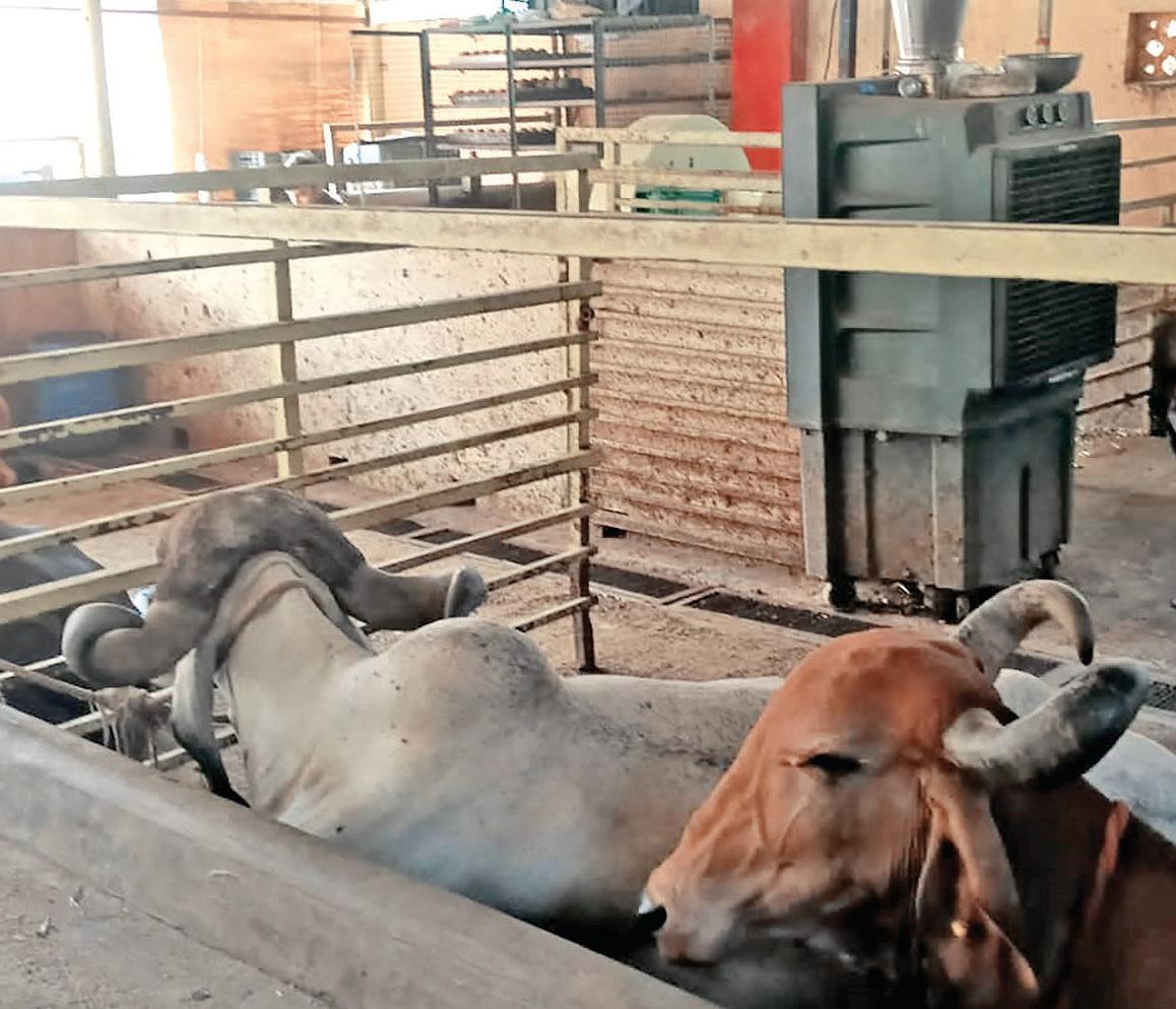 AMC's AI cattle ID sys completes dry run