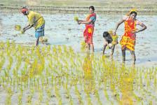 Shrimp, seafood, agri exports set to lose price advantage