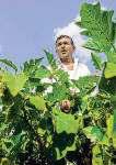 Farms to see diesel, power use spike for kharif irrigation