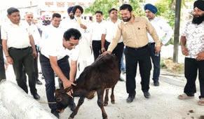 Mission Dir HADP visits dairy projects in Marh block