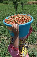 'Strawberry Village' braces up as harvesting season begins