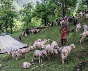 Nomadic family loses over 25 sheep after alleged medical negligence
