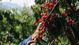 Imported cherry varieties – from Italy, Bulgaria – fetch premium prices in Kashmir