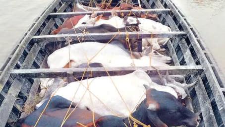 Bovine smugglers kill ASI, injure policeman in Samba