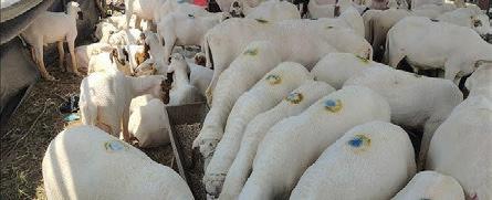 Sgr’s Eidgah animal market comes alive ahead of Eid-ul-Azha