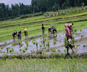Thaejkads in full swing across Kmr amid water woes; farmers toiling hard to meet deadline
