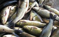 6 lakh fish seed stocked in Dal Lake to 'boost livelihoods, restore ecological balance'
