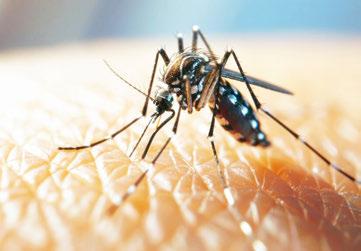 Dengue and severe dengue