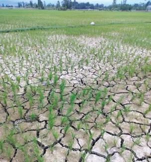 Drought-like situation in south Kashmir, farmers in distress