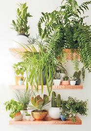Ideas to maintain indoor potted plants