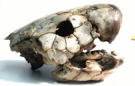 Ancient fish bones reveal clues about the evolution of eating