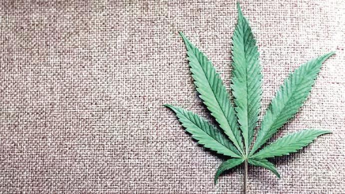 Cannabis use may cause lasting changes to gene activity: Study