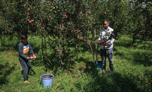 Decades-old irrigation scheme in Moshwara lies defunct, apple growers face crisis