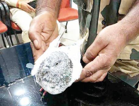 Jammu Railway Station on alert after pigeon found with ‘IED' note