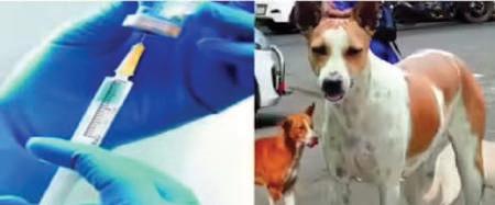 Rabies Vaccine shortage hits Reasi district: Patients forced to buy privately or travel far