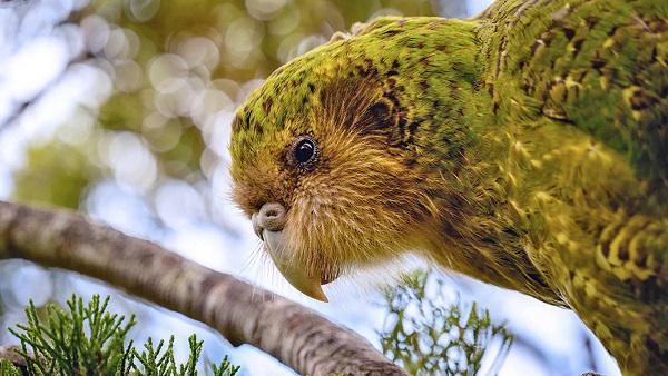 NZ scientists successfully use artificial insemination to preserve critically endangered kakapo parrots