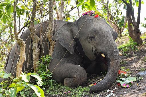 WII study blames electrocution as major reason for elephant deaths in Assam