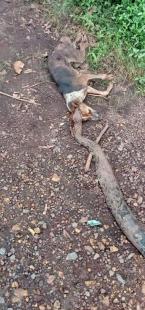 Python and Dog fight, Both killed