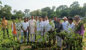 Tree plantation programme organized by Danteswari Youth Association, Behera