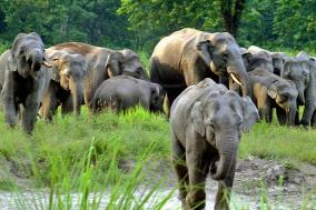 Decimation of pachyderm landscape in Odisha triggers human-elephant conflict