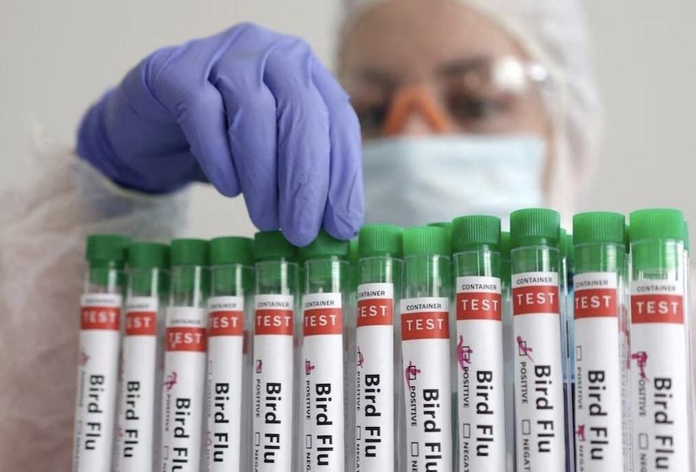 Mexico confirms 1st human bird flu case