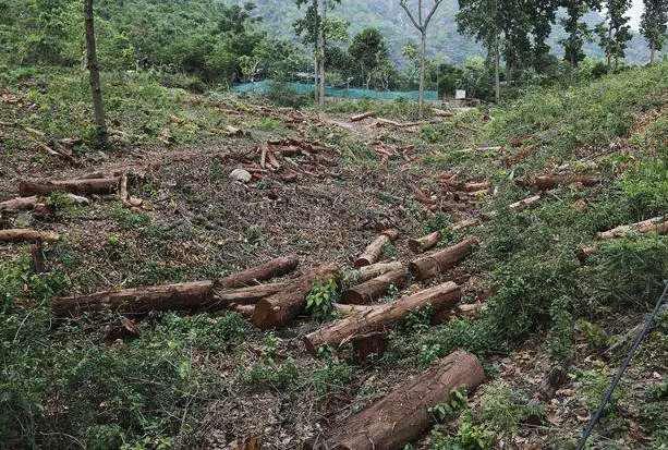 Indonesia plans largest deforestation for bioethanol fuel, sugar, rice