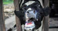 BORDERS CLOSED IN EUROPE AMID FOOT-AND-MOUTH DISEASE OUTBREAK