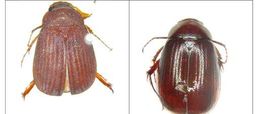 Scientists discover 6 new beetles in Northeast