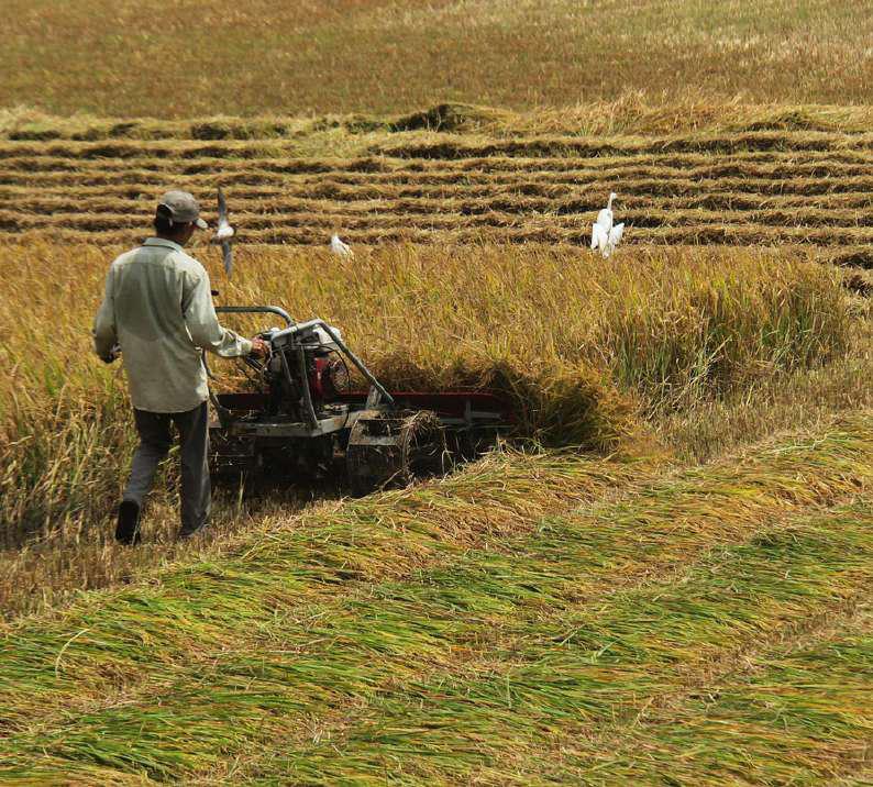 Farmers rush to wrap up harvest near border