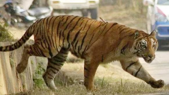 Tiger attacks kill 2 in M'rashtra