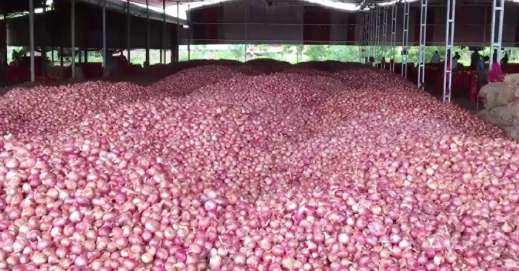 Early rains bring tears for onion farmers