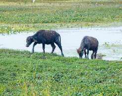 Dalit family assaulted in UP over cattle trespass