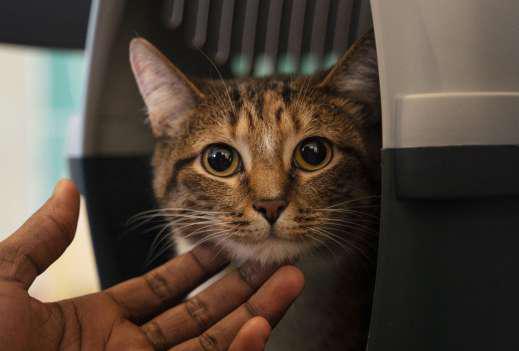 HC junks 'abduction' case of missing cat
