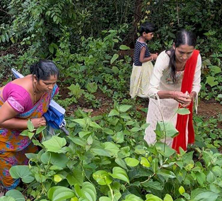 Goa's long tradition of preserving wild veggies