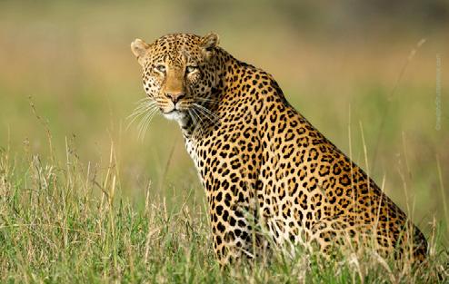 Locals catch leopard after it attacks man in C'ballapur