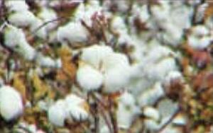 इस साल राज्य की विकास दर 7.3 प्रतिशत रहने का अनुमान