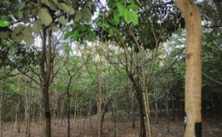 मेट्रो कारशेड के लिए और 9,900 पेड़ों पर चलेगी आरी