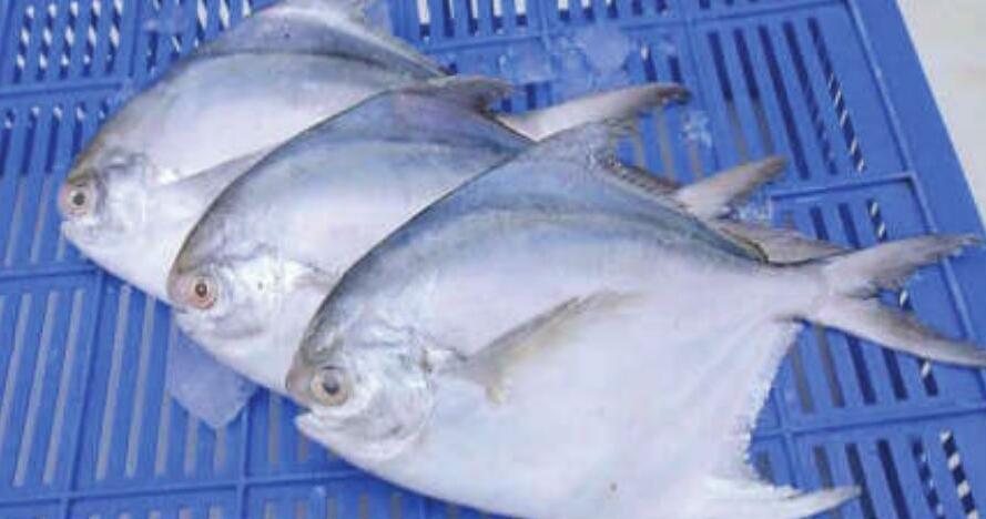 'राज्य मछली' हो रही समुद्र से गायब