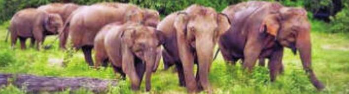 छत्तीसगढ़ : जंगली हाथी के हमले में महुआ एकत्र करने गई ग्रामीण महिला की मौत