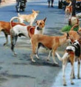 रिपोर्ट: मुंबई में आवारा श्वानों की संख्या हुई कम