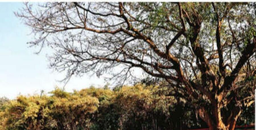 नेचर पार्क में 125 तरह के पक्षी, 85 प्रजाति की तितलियां