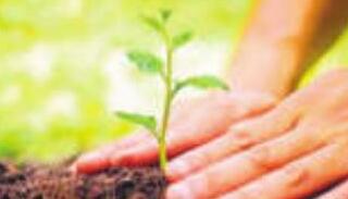 शिक्षकों ने 5 लाख पौधे बांटे सर्दियों में 1 करोड़ और बांटेंगे