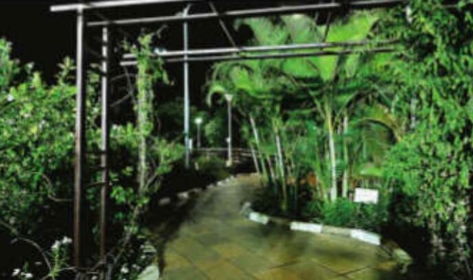 10,000 पेड़ों ने बदली फिजा तापमान में 2 डिग्री की गिरावट